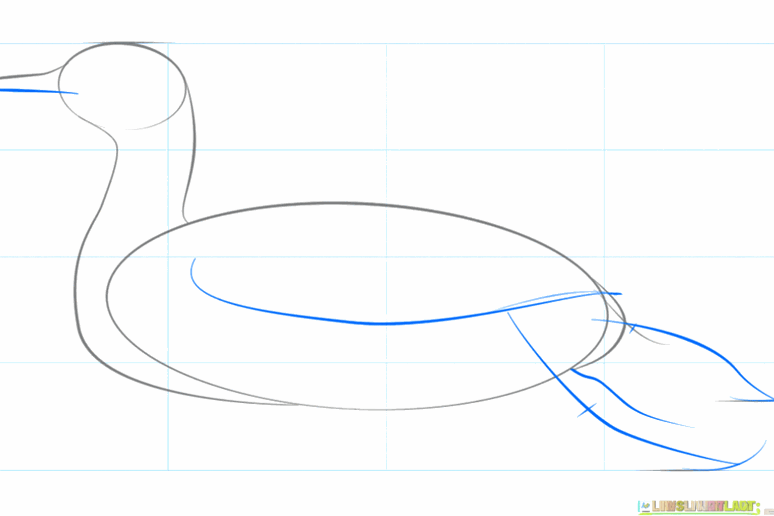 The outline of the common loon's back and tail drawn with lines.