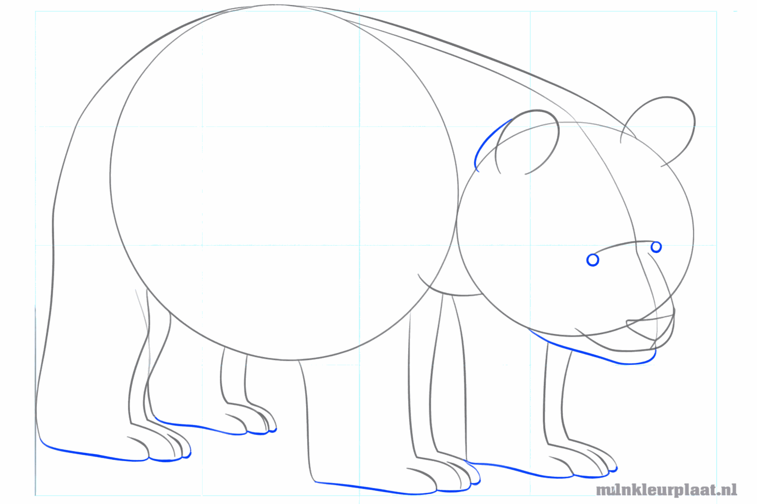 Round ears on the head and small toes on the paws.