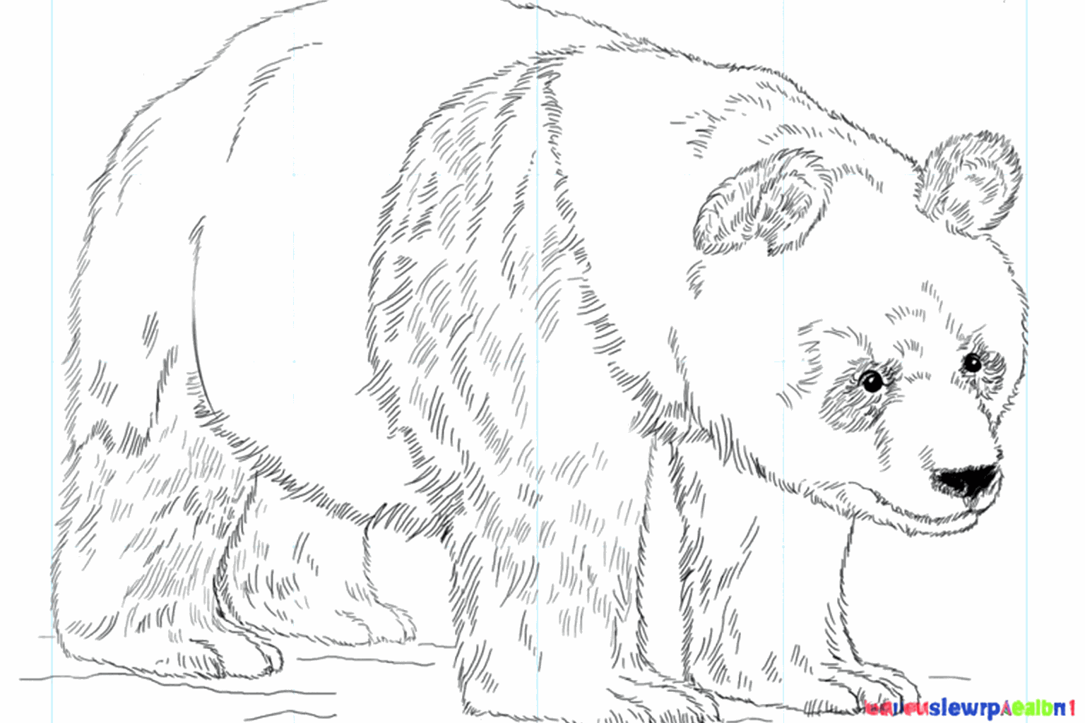 The finished drawing of a giant panda with black and white areas.