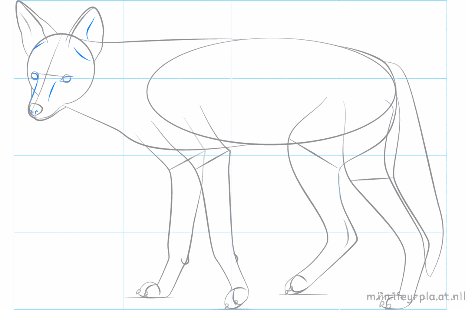 Details of the paws and the inside of the large ears.