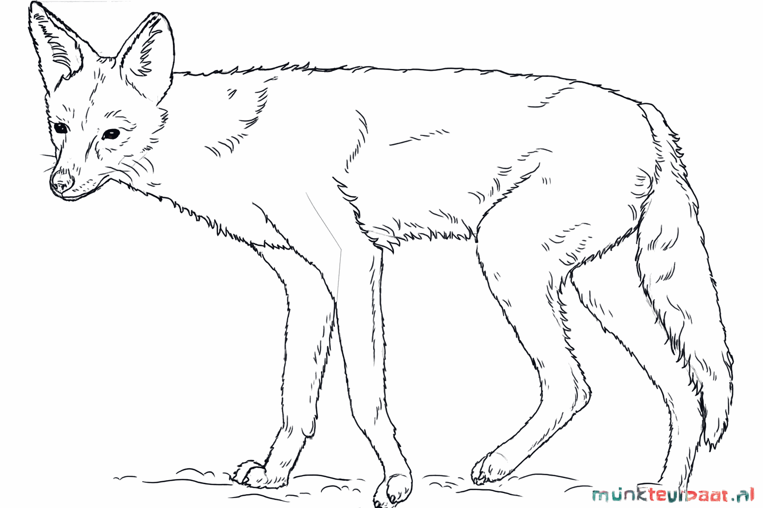 Drawing claws on the paws and fur details on the jackal.