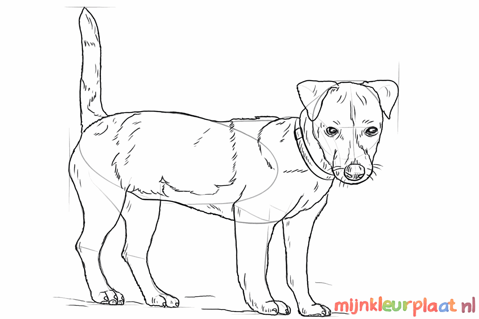 The contours of the dog become clearer with extra details.