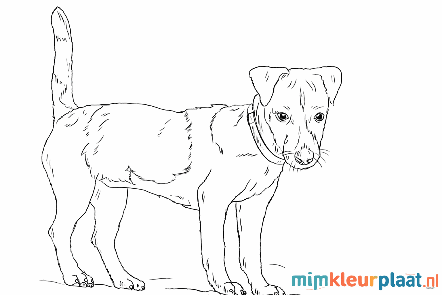 Drawing a cheerful Jack Russell