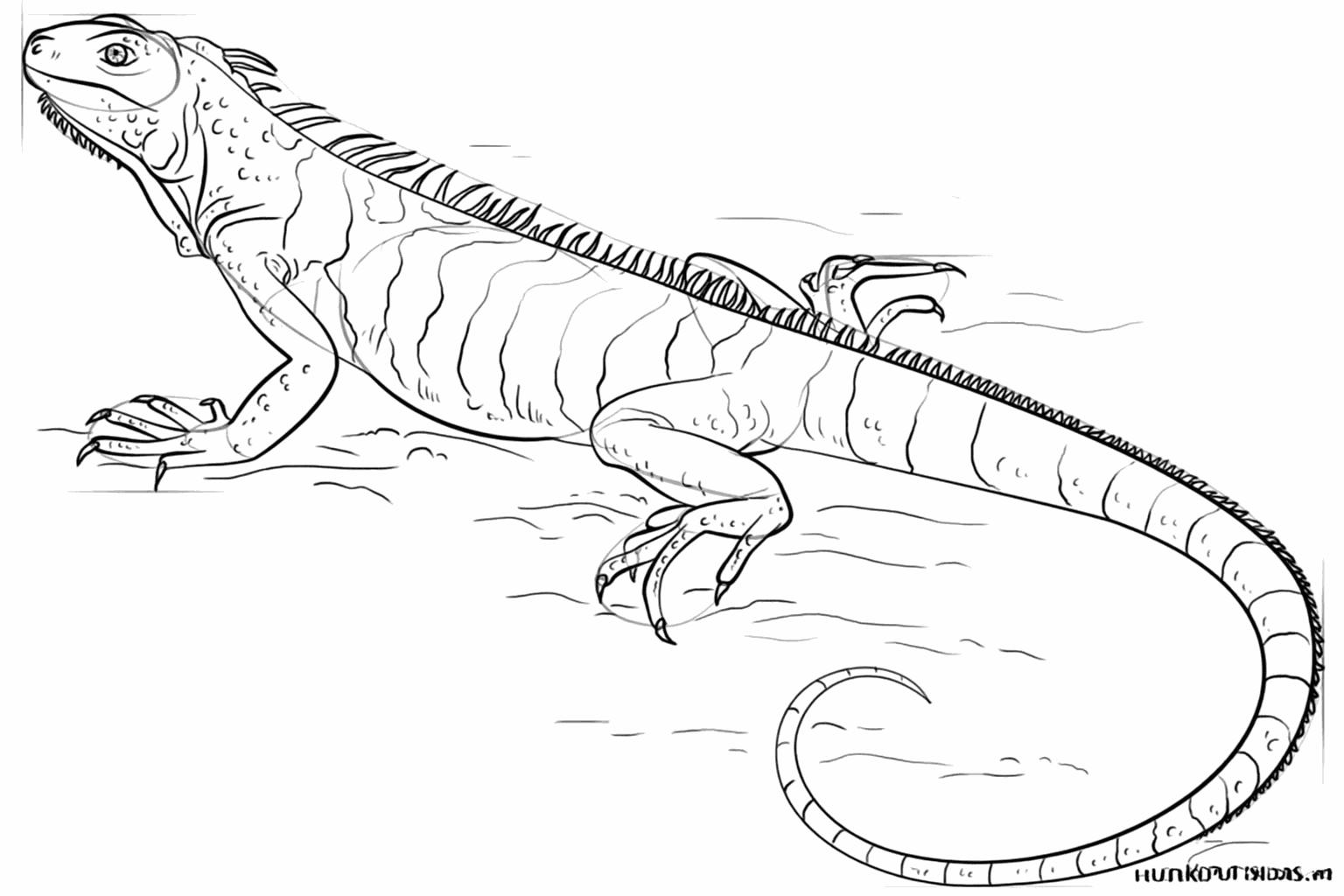 Sharp claws and triangular spikes on the back of the iguana.