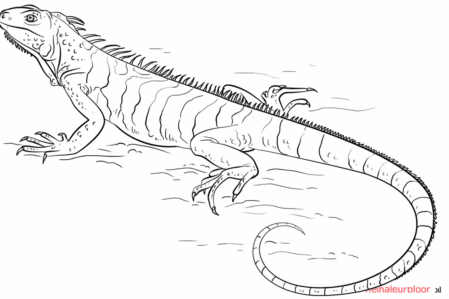 Drawing a cool iguana