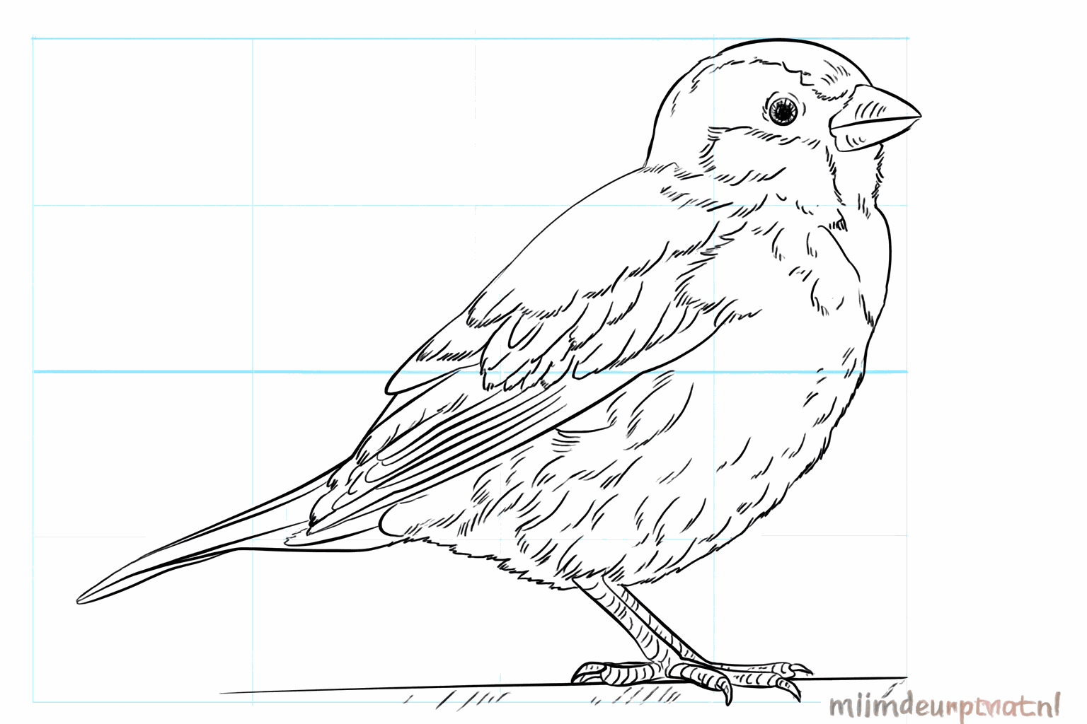Drawing a cute house sparrow in 8 steps