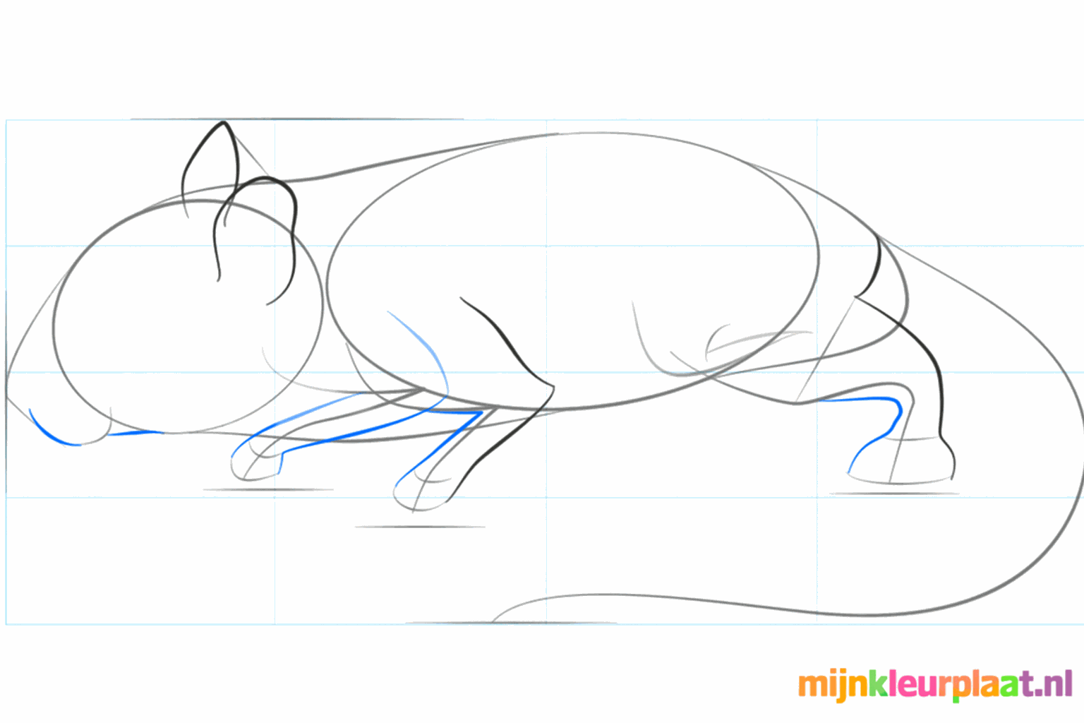 Sketch of the paws and the snout of the gerbil.