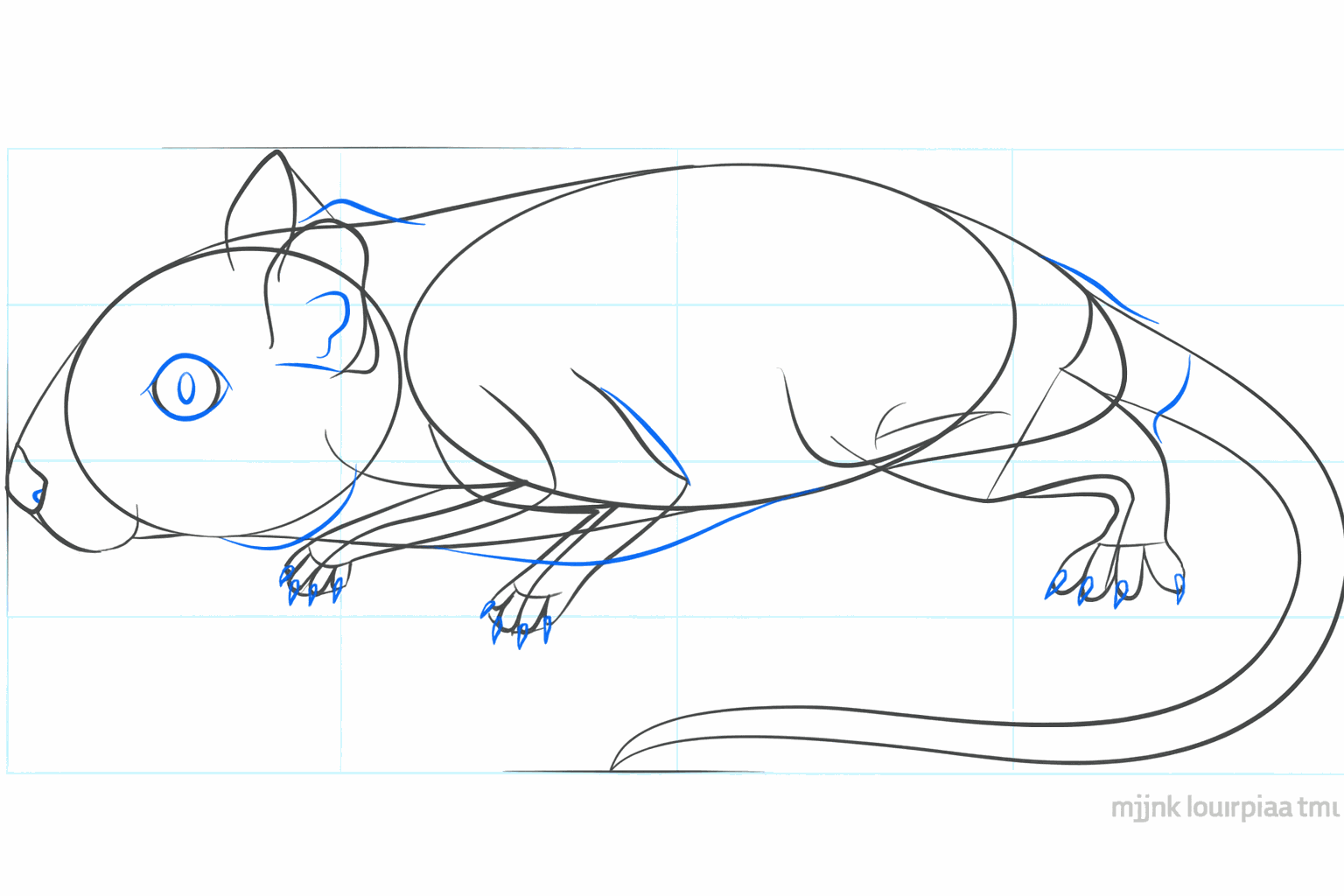 Drawing of the paws with small toes.