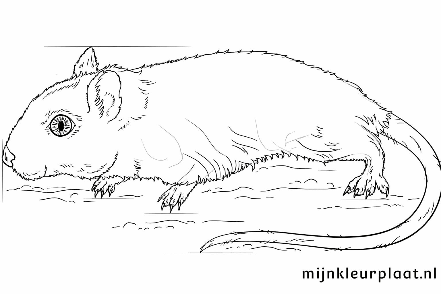 Details such as nails and fur texture on the gerbil.