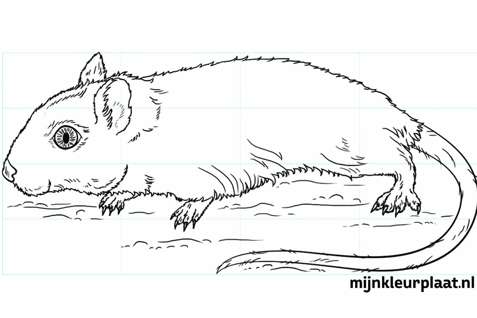 Drawing a cute gerbil in 8 steps