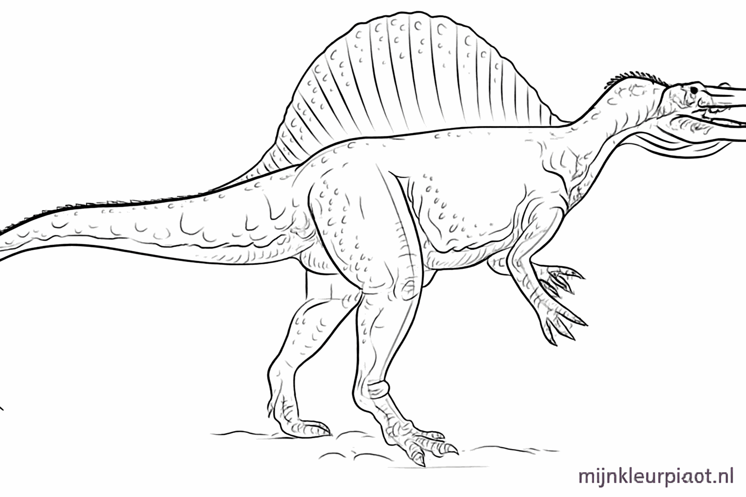 Vertical stripes in the back sail and skin folds on the body of the dino.