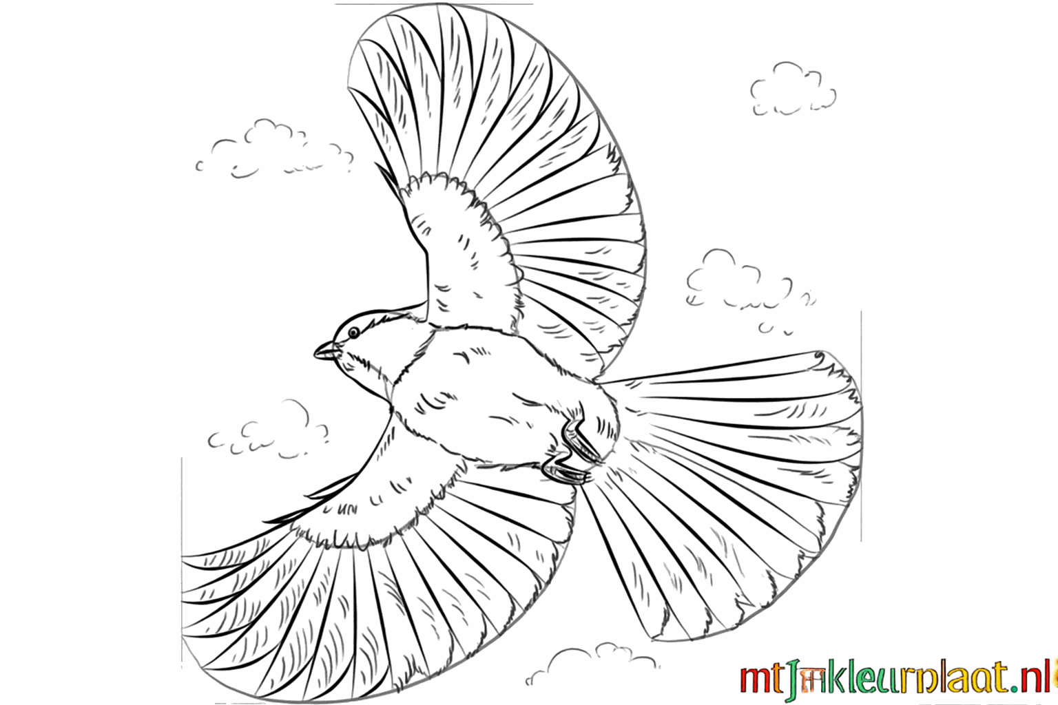 Detailed drawing of the feathers in the wings and small toes on the legs.