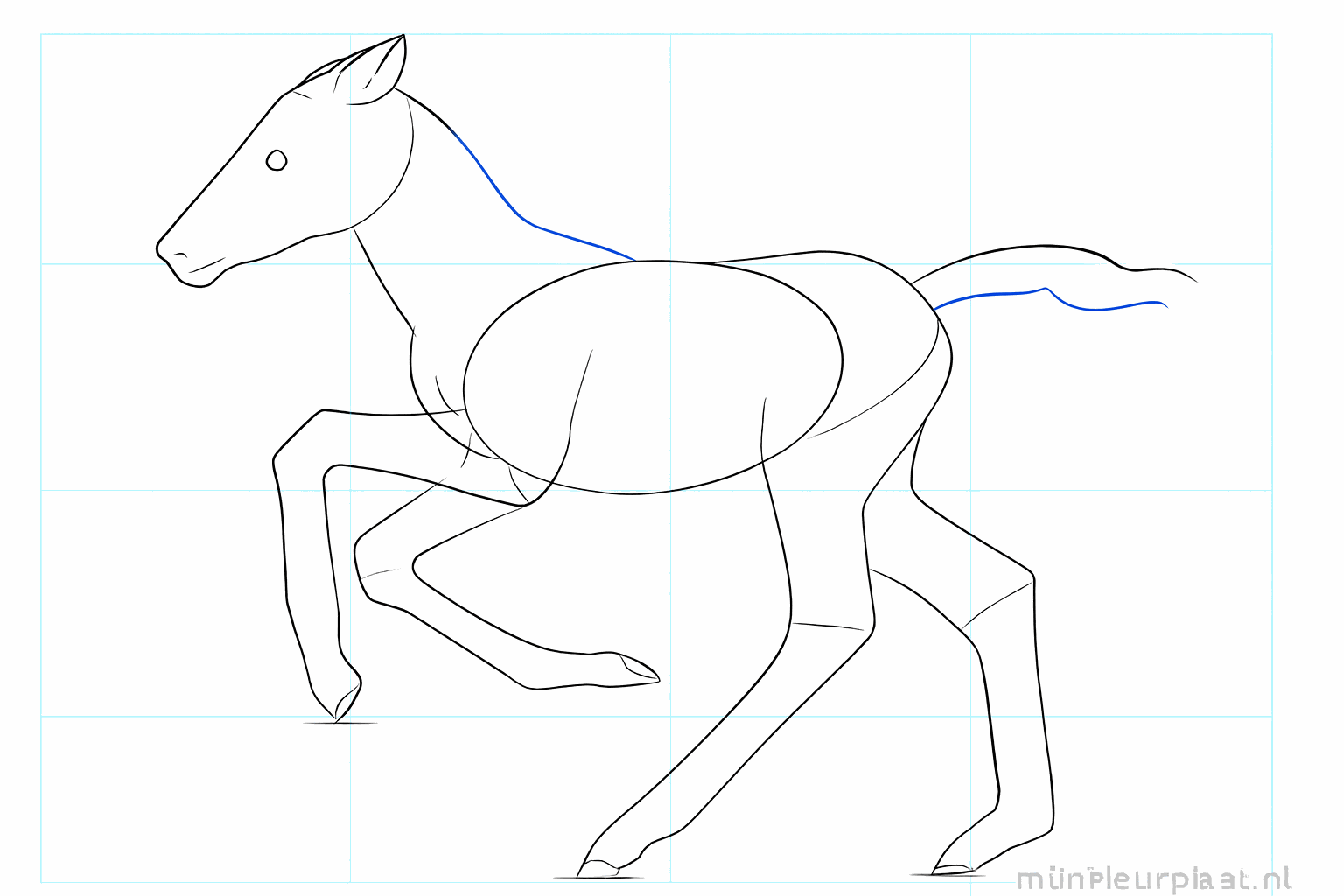 Details of the muzzle and ears of the baby horse.