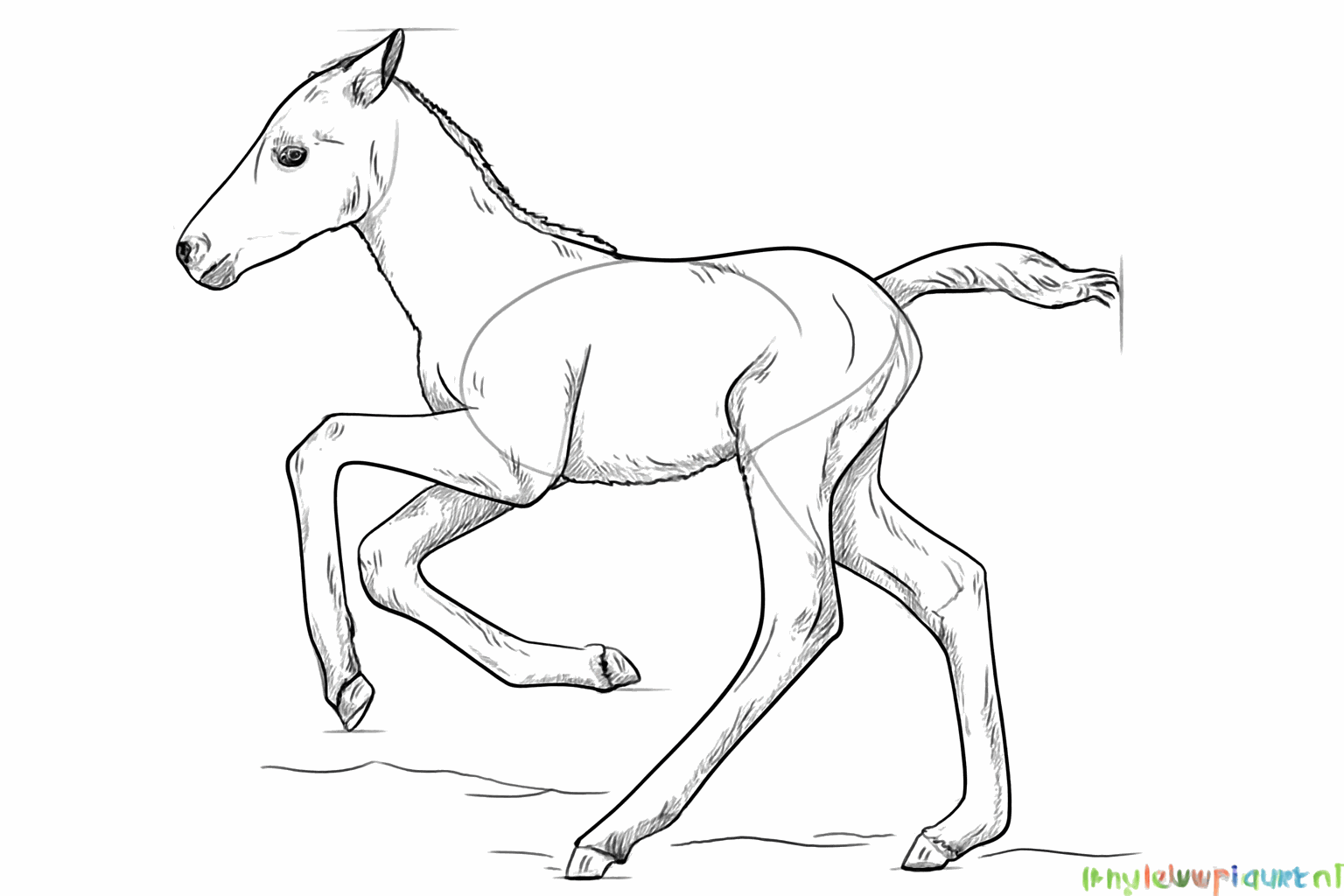 The foal with all details and smooth lines.