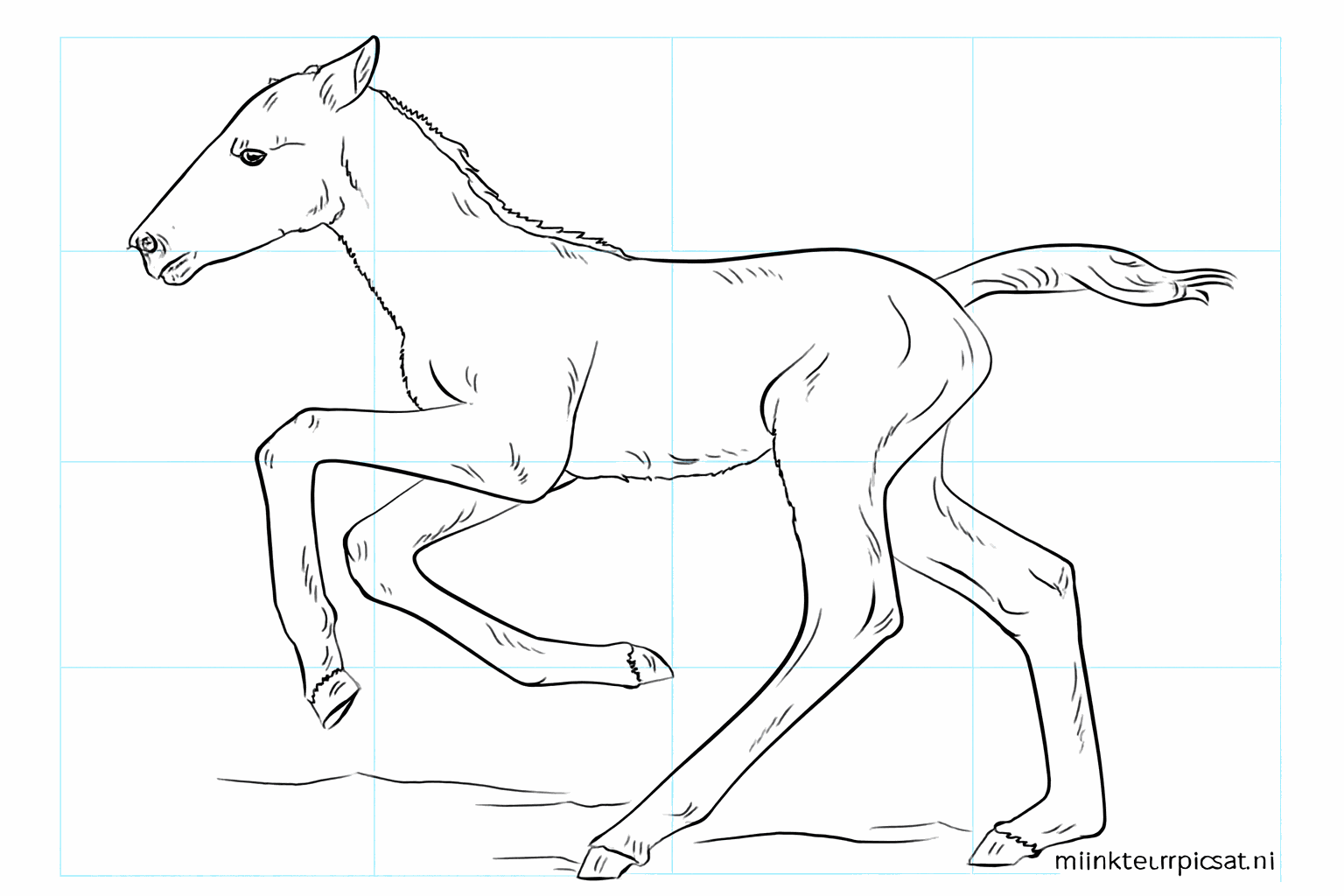 Drawing a cute foal in 8 simple steps