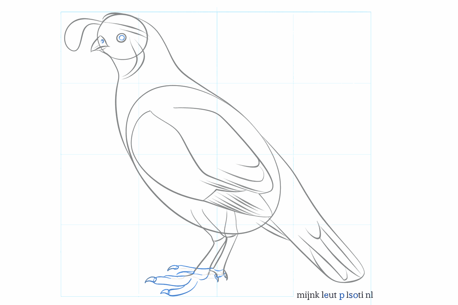 Detailed drawing of the eye and the toes of the bird.