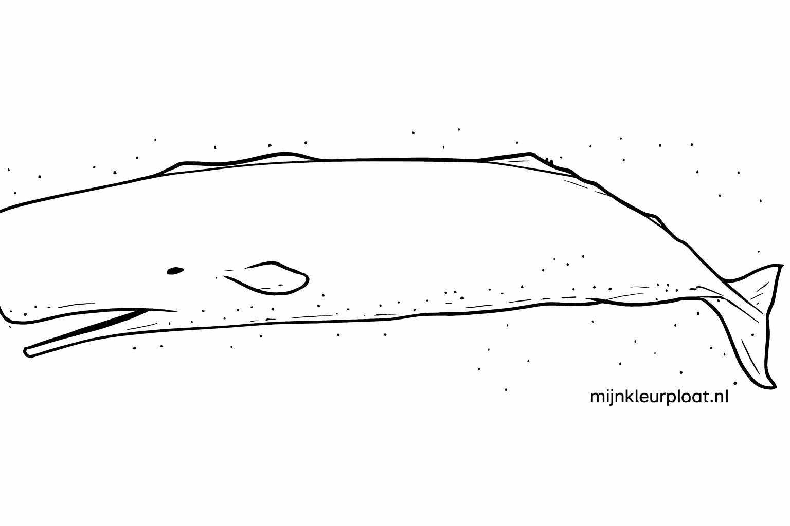 Basic shapes of a beluga with two ovals and a tail line.