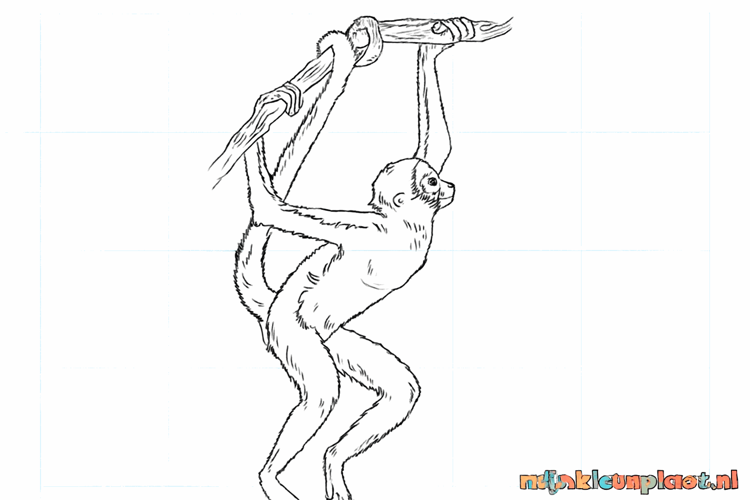 Drawing a spider monkey for kids
