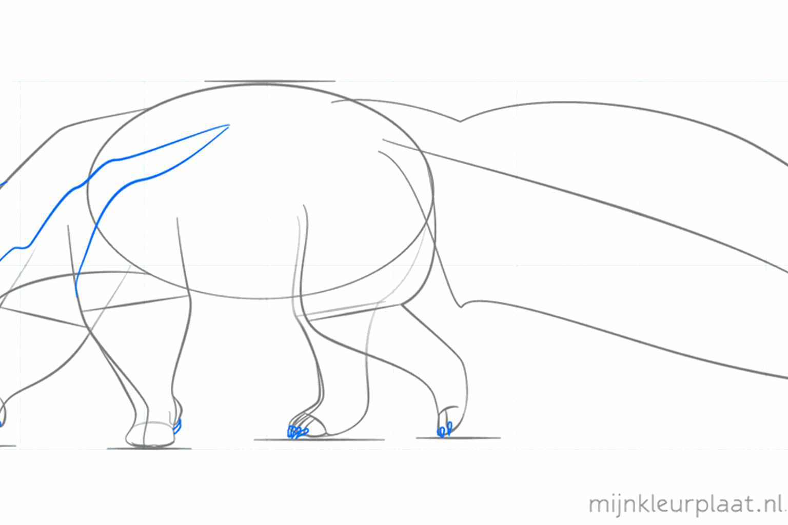 Details of the face and the feet of the anteater.