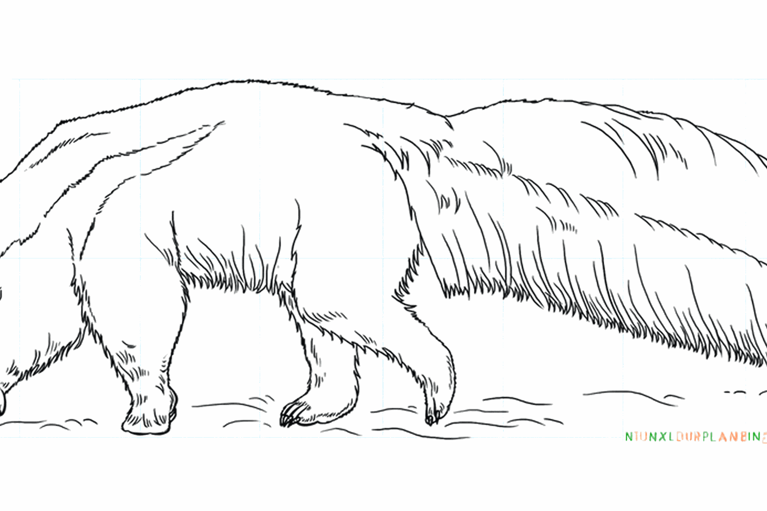 Drawing an anteater: step-by-step for kids