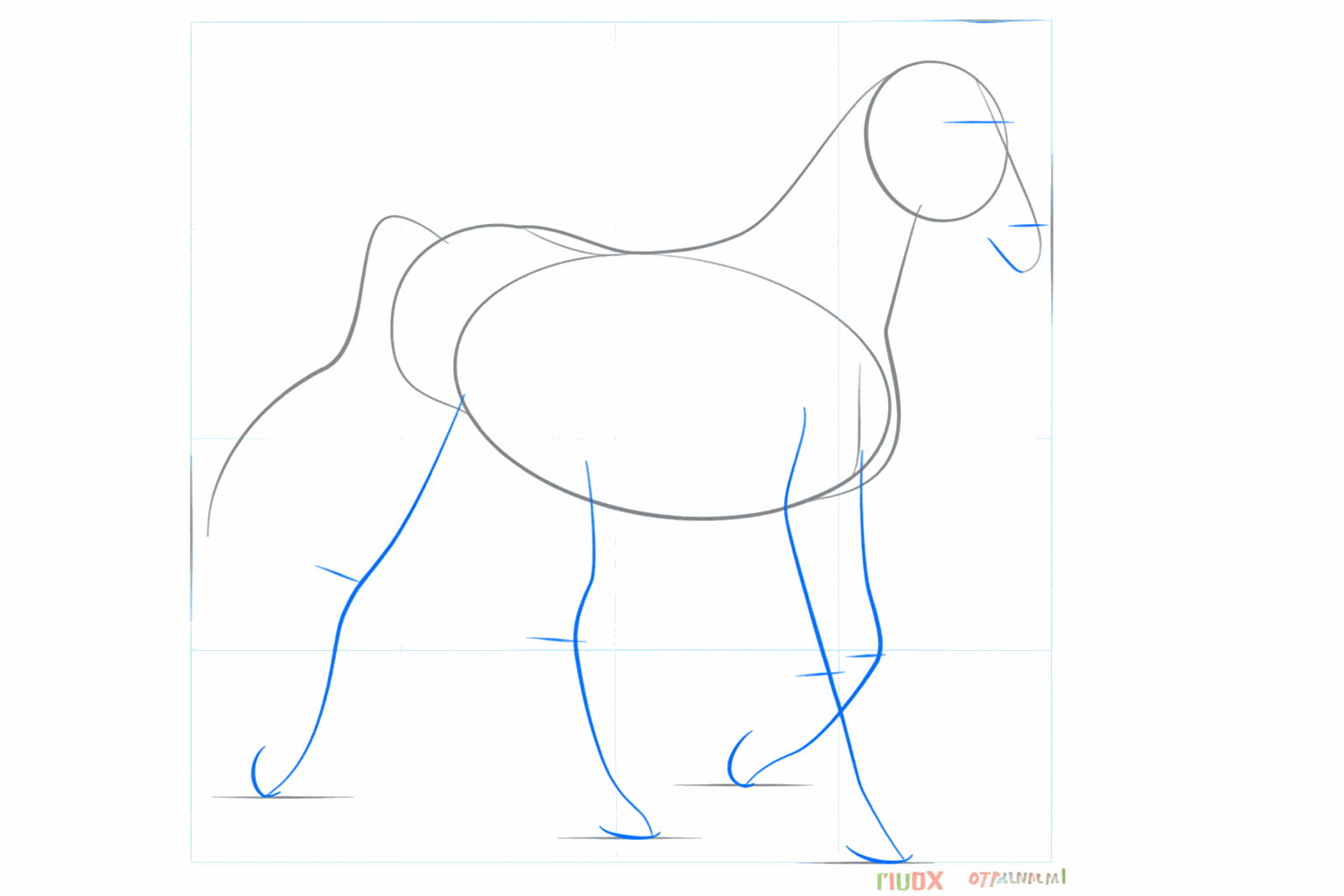 Guide lines for the legs and the muzzle of the Arabian horse.