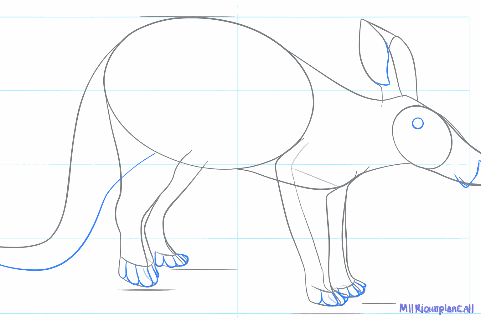 A sturdy tail and a rounded snout for the aardvark.