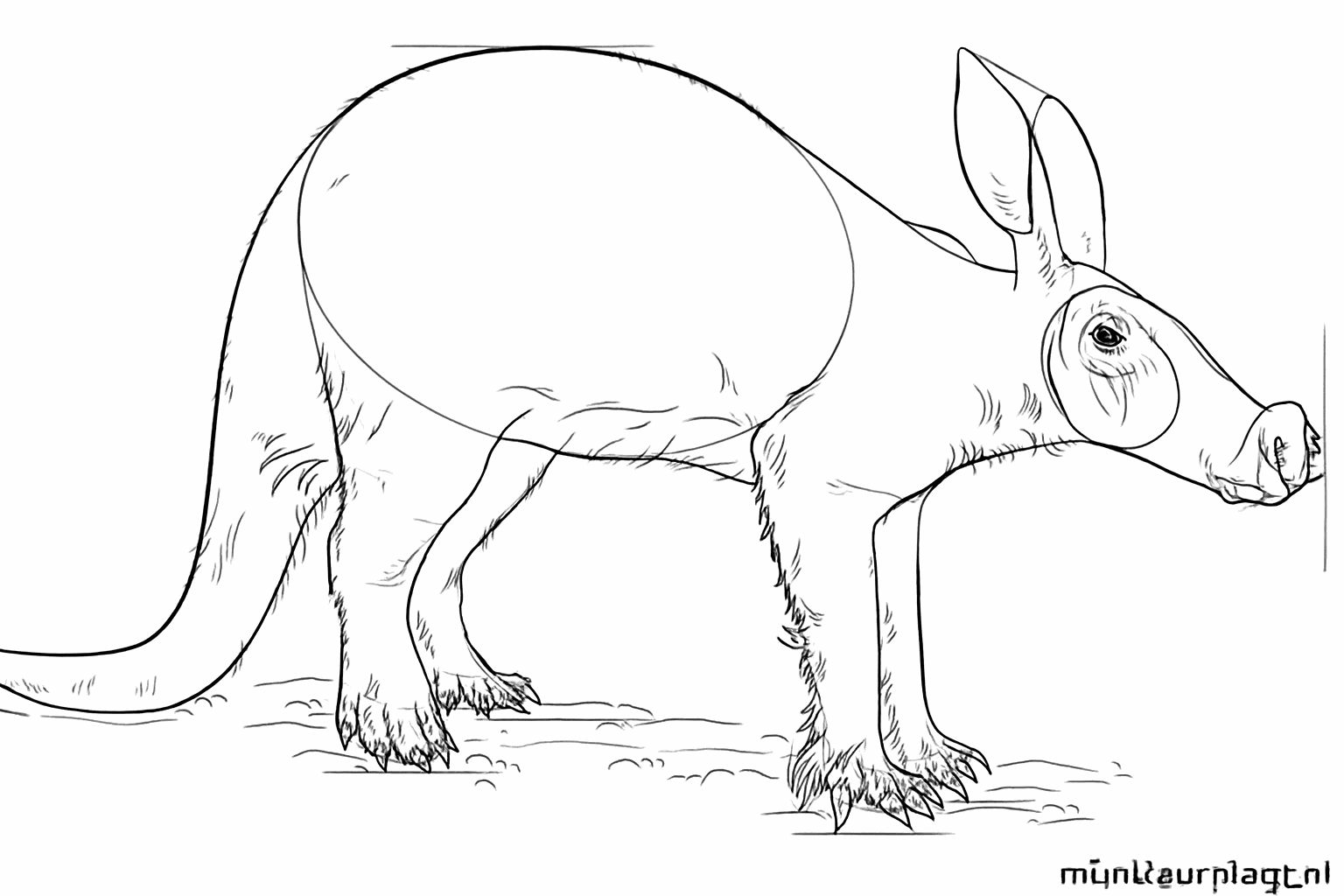 Small claws and nostrils added to the drawing.