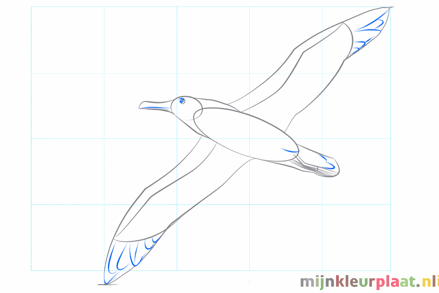 The eye and the tail feathers of the albatross drawn.