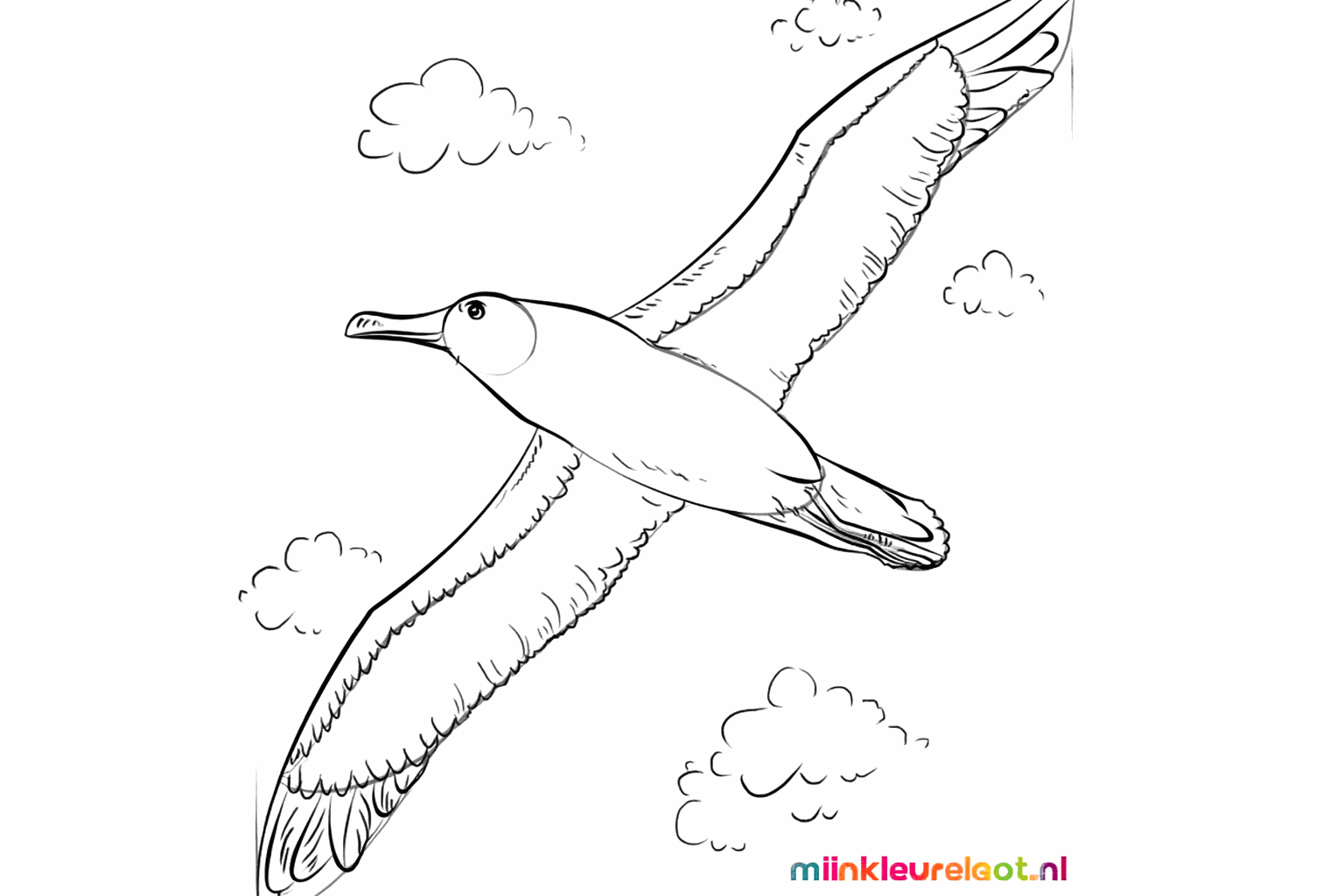 Details of the feathers on the wings of the bird.