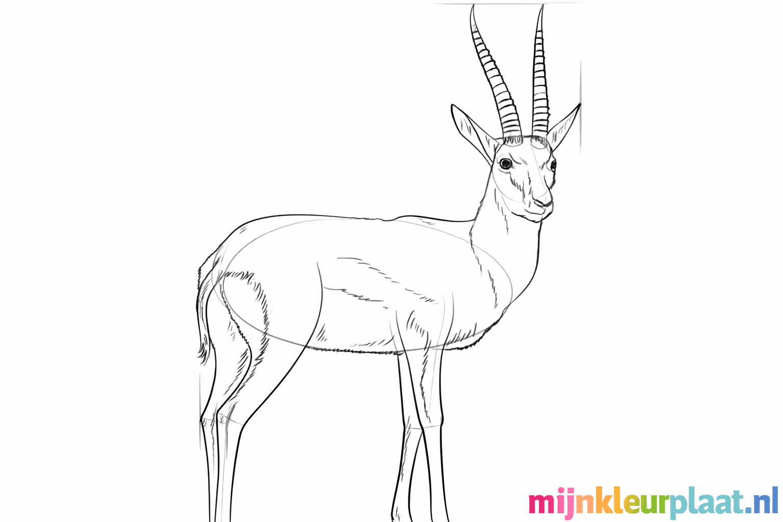 Details such as the stripe on the flank and a shiny eye.