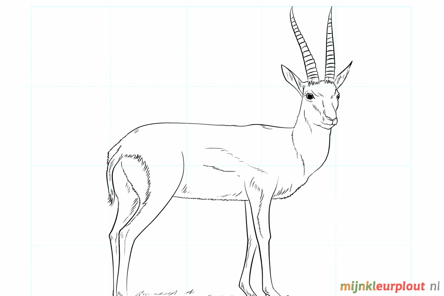 Drawing a gazelle: Step-by-step a lightning-fast friend