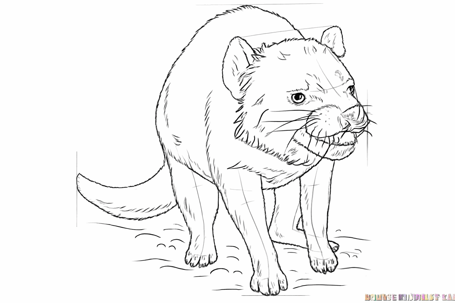 The tail is now thicker and there are short strokes everywhere for the fur.