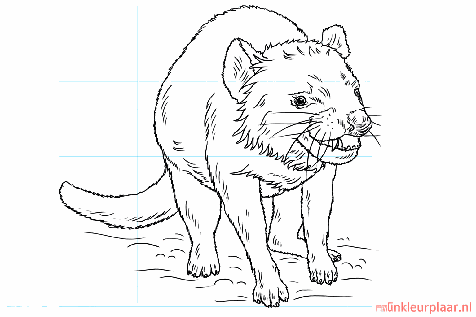 Drawing a Tough Tasmanian Devil