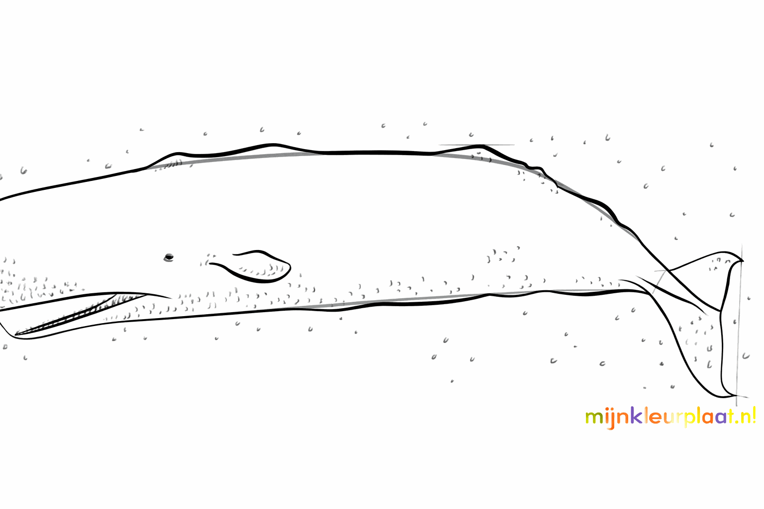 The final shape of the sperm whale with details on the skin and the fins.