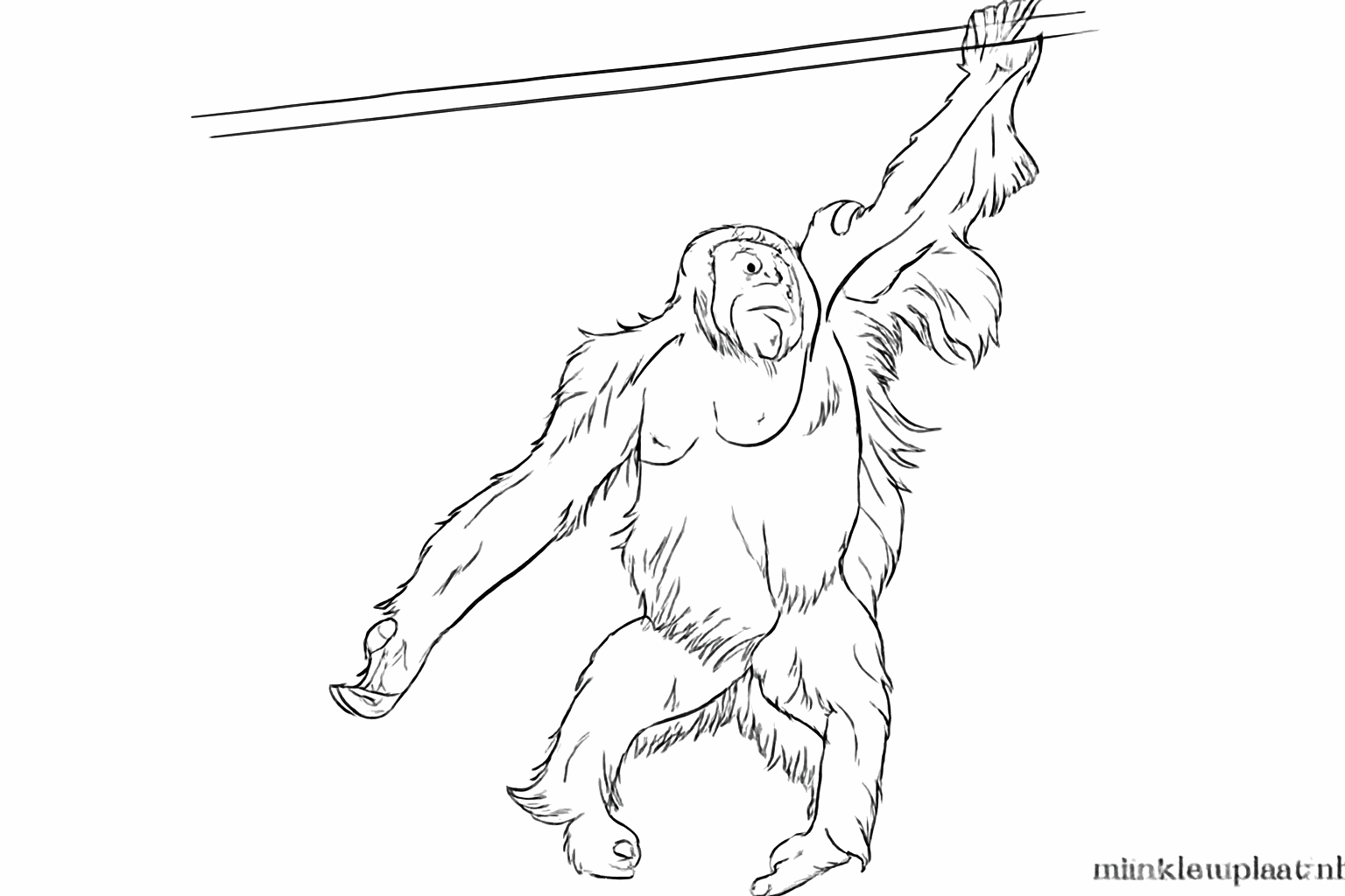 Lines showing the hairy fur of the orangutan.