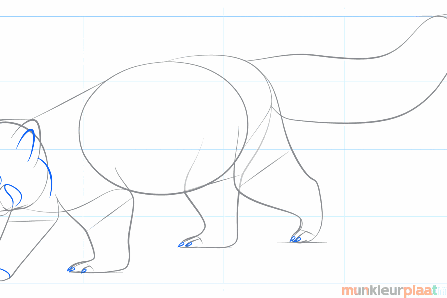 Drawing of the toes and the thick shape of the tail.