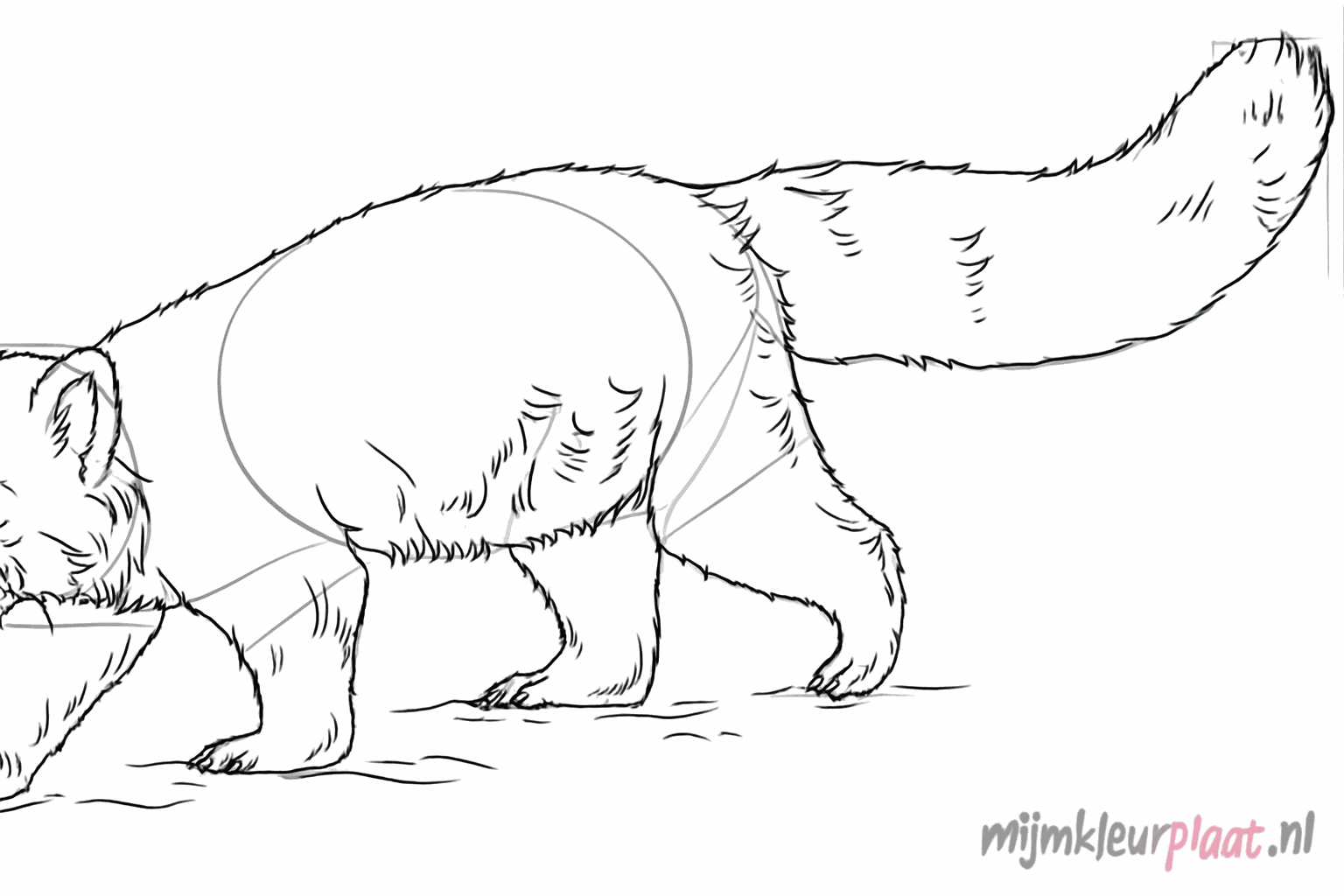 Details such as claws and the characteristic rings on the tail.