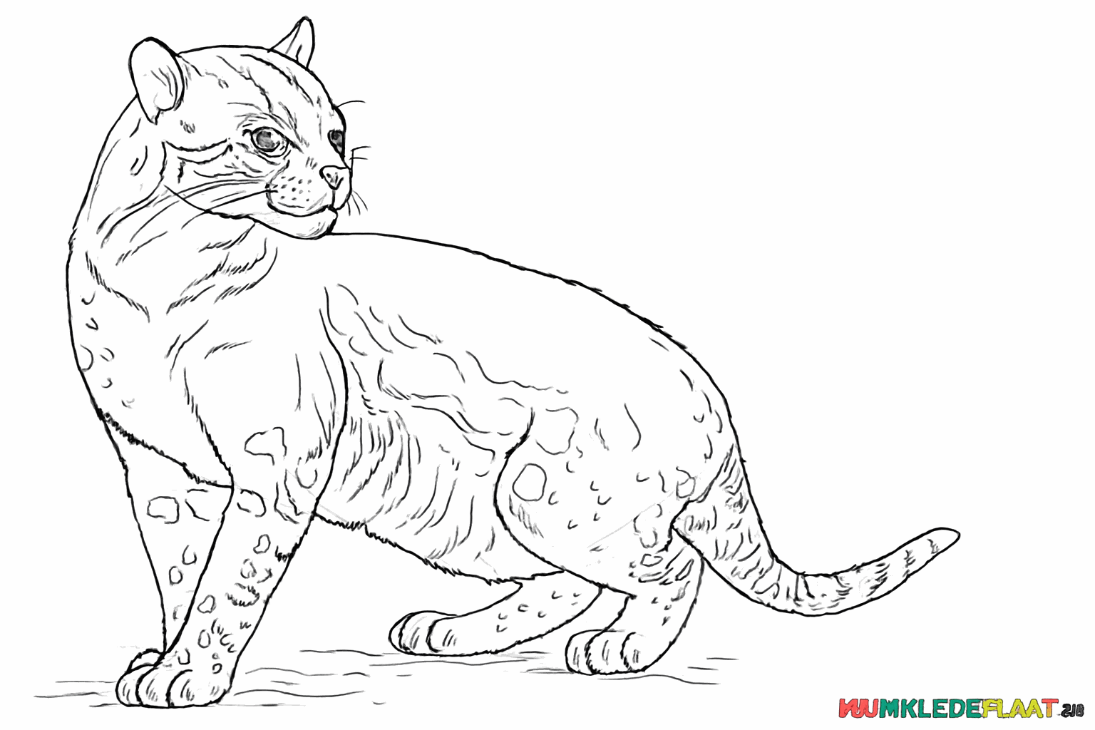 Ocelot with spot pattern and small details in the face.