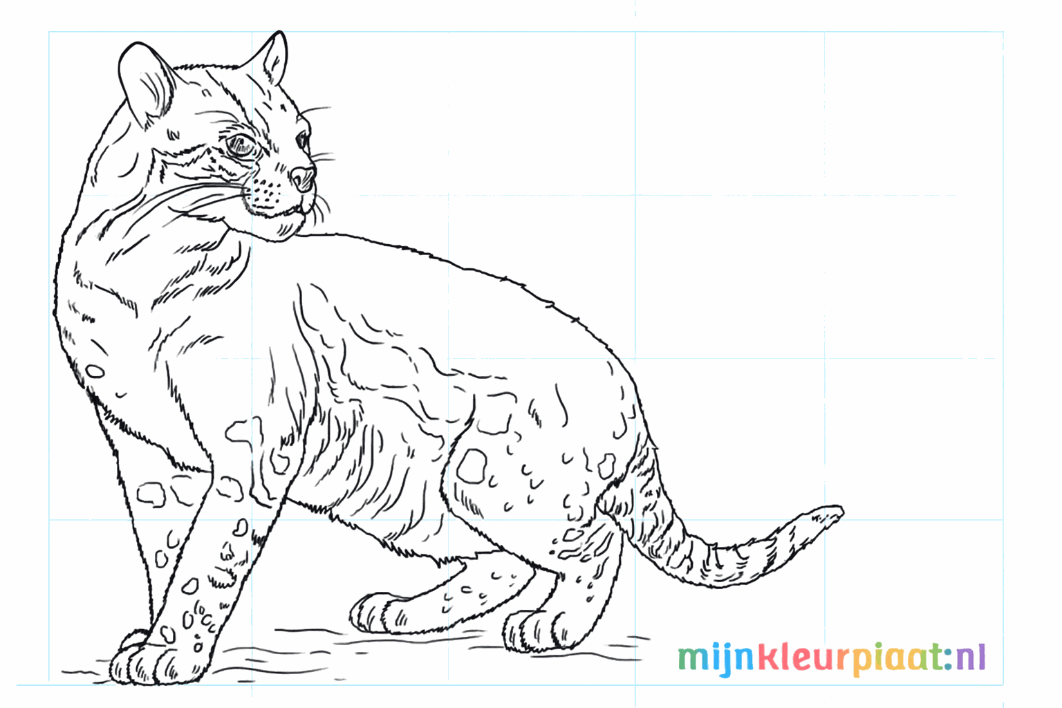 Drawing a spotted ocelot