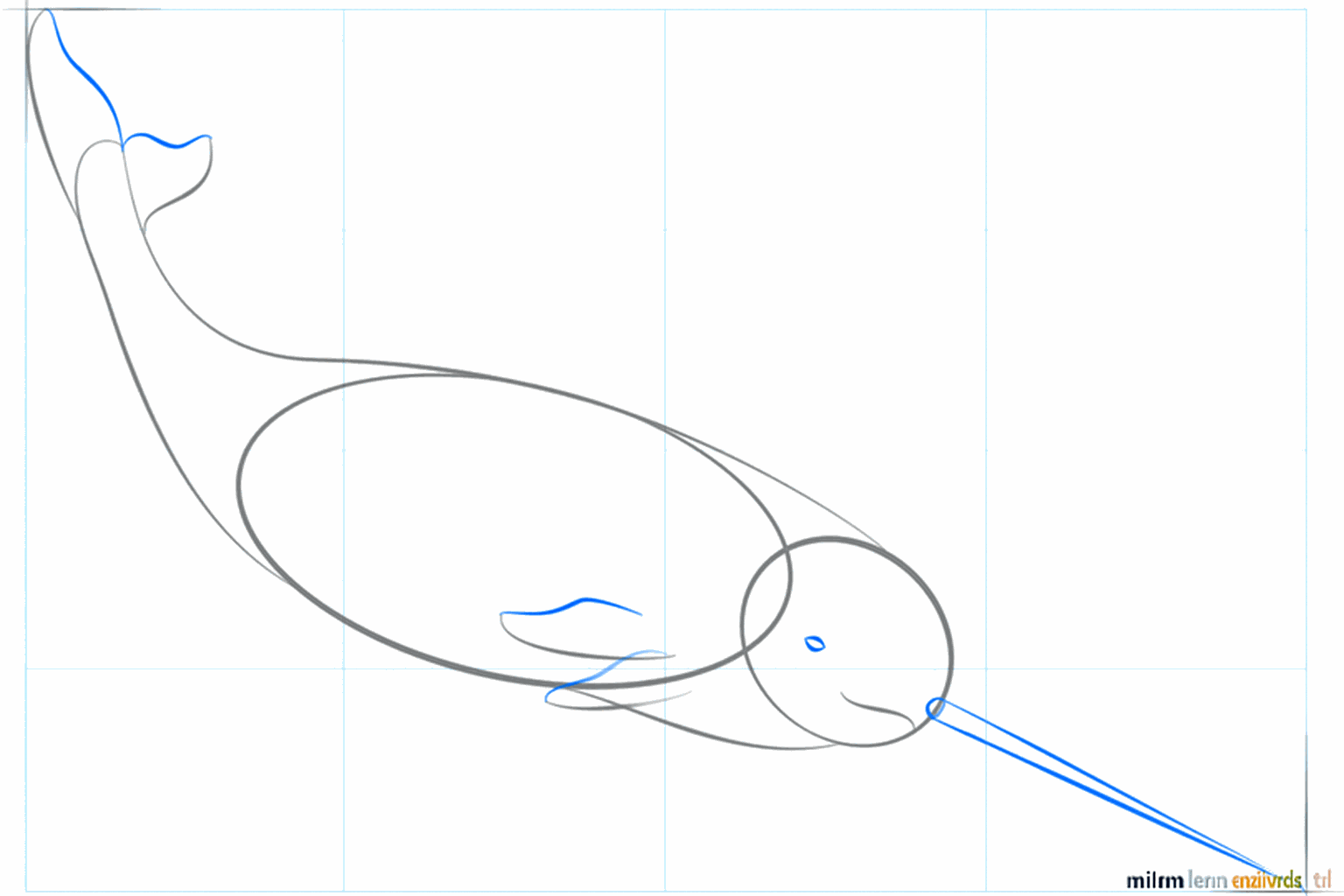 The fins and the tail of the narwhal take their final shape.