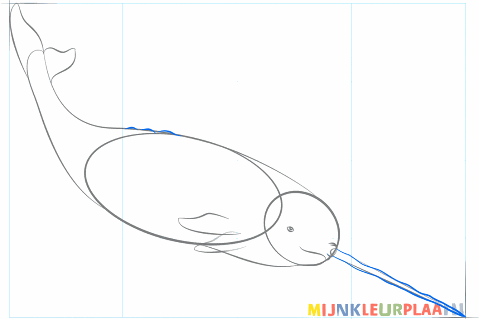 Drawing of the eye and the long horn on the head of the narwhal.