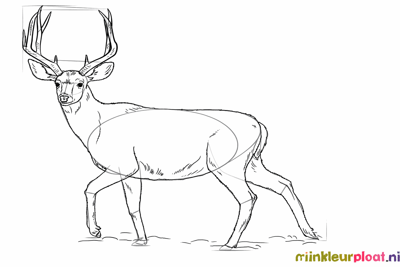 Deer drawing lesson: Making the antlers thicker and adding extra details to the body.