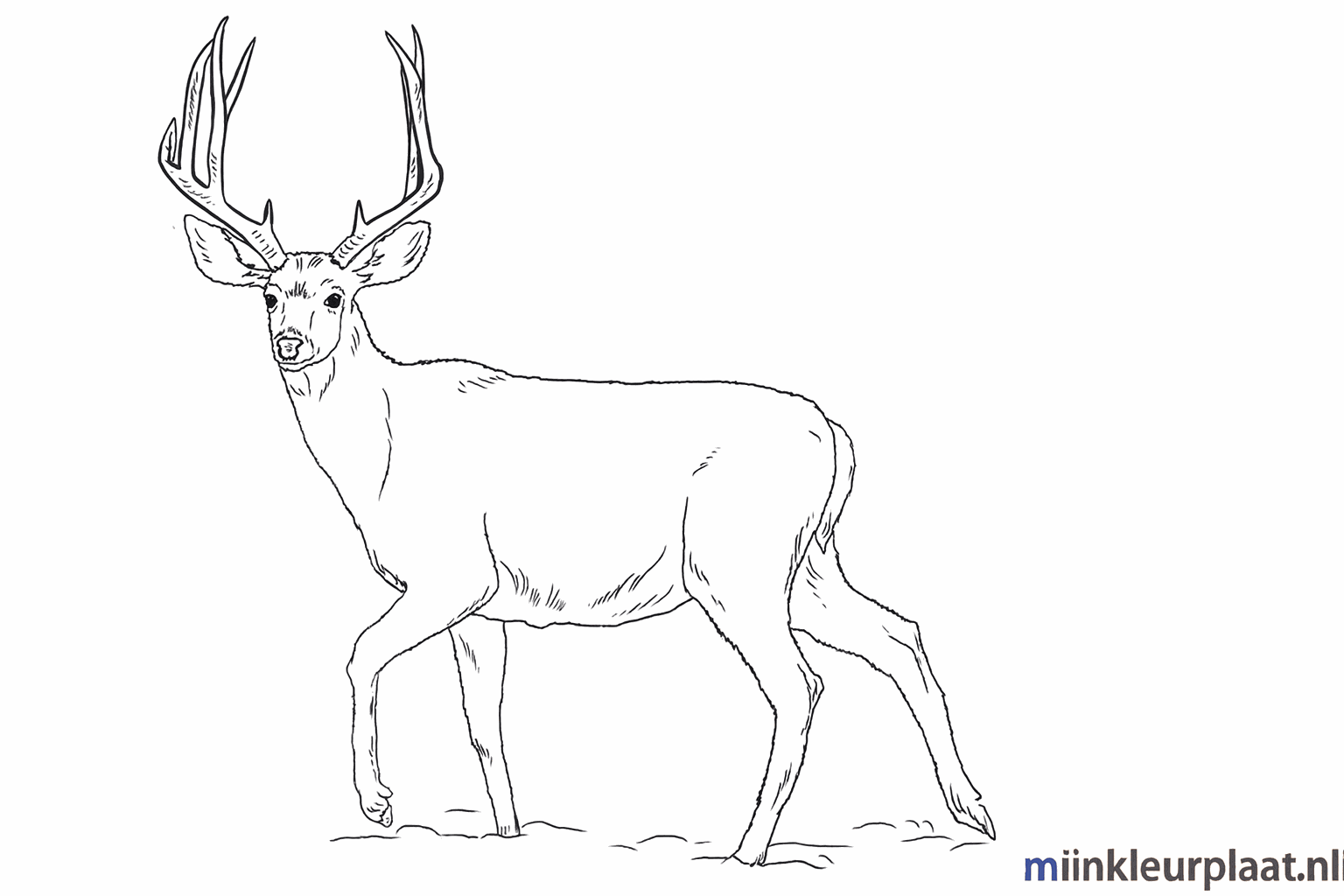 Drawing a little deer step-by-step