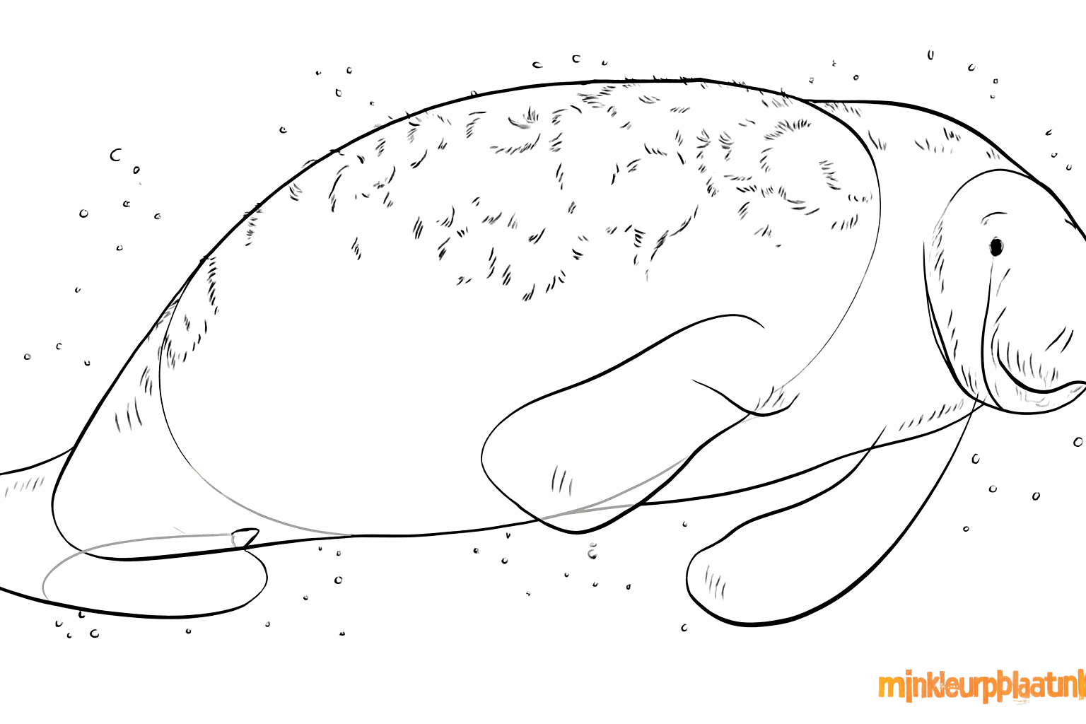 Manatee drawing lesson step 7: Adding details like wrinkles and skin folds.