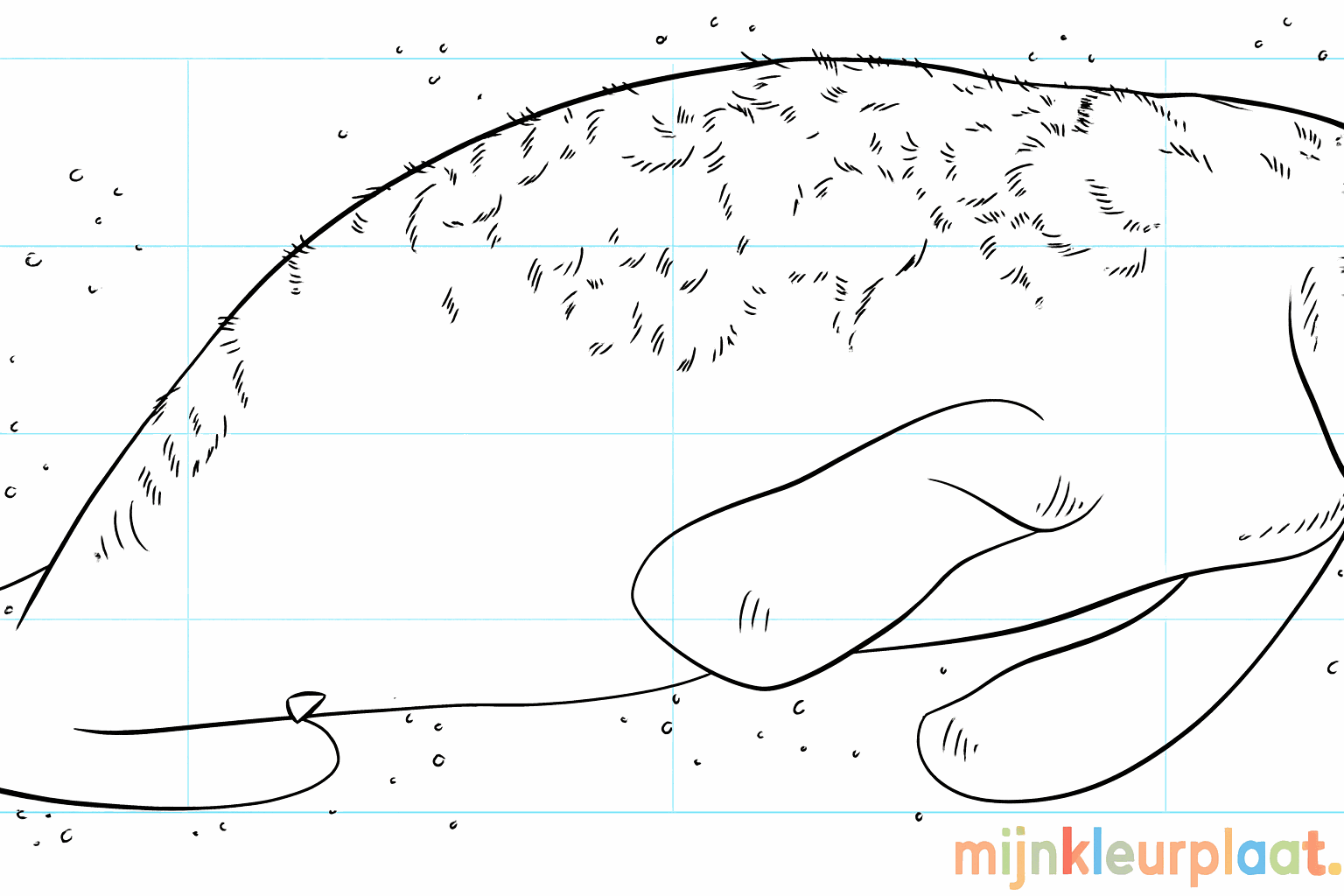 Drawing a Manatee: Step-by-Step Drawing for Kids