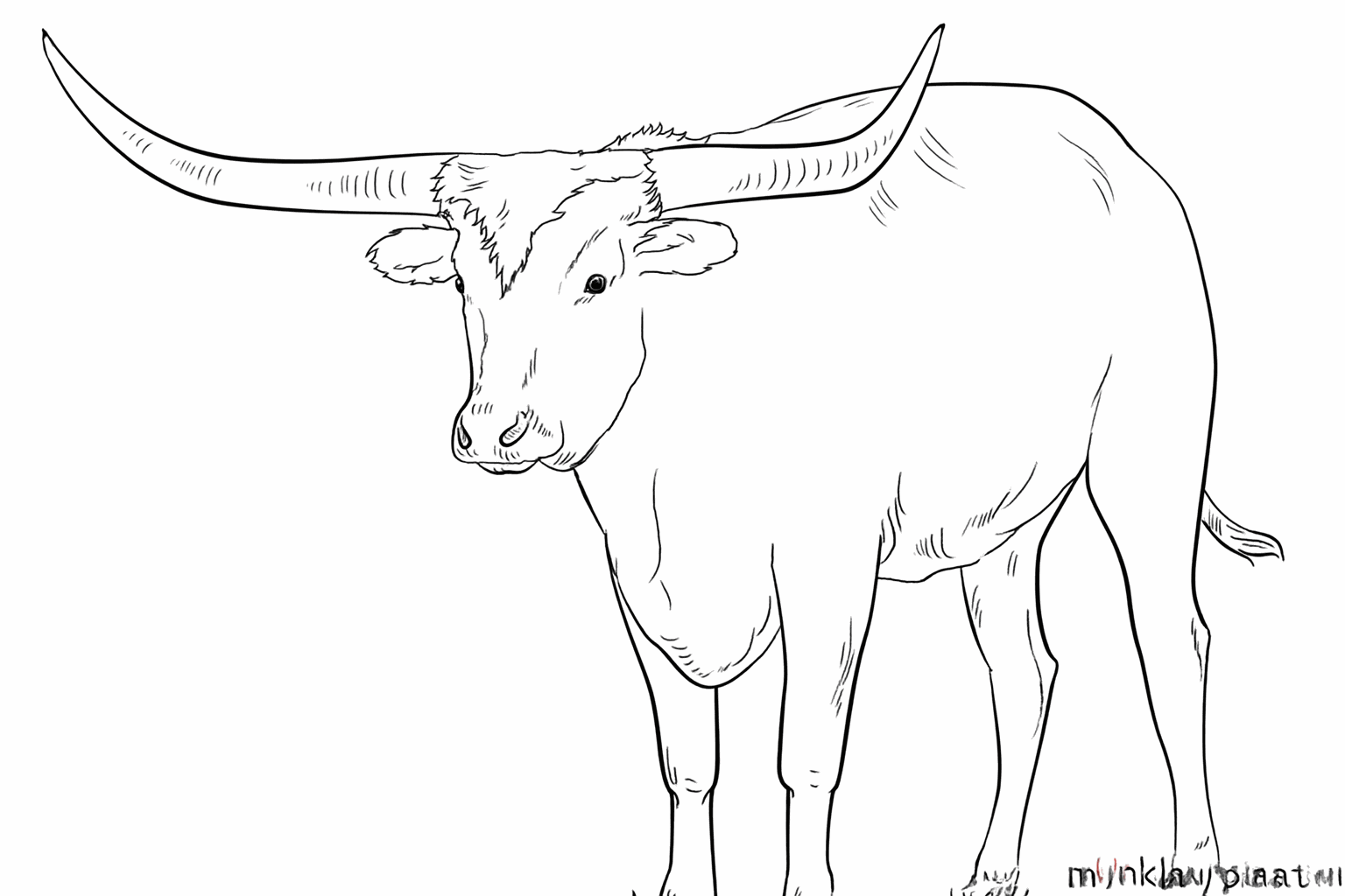 The completed drawing of a longhorn without guide lines.