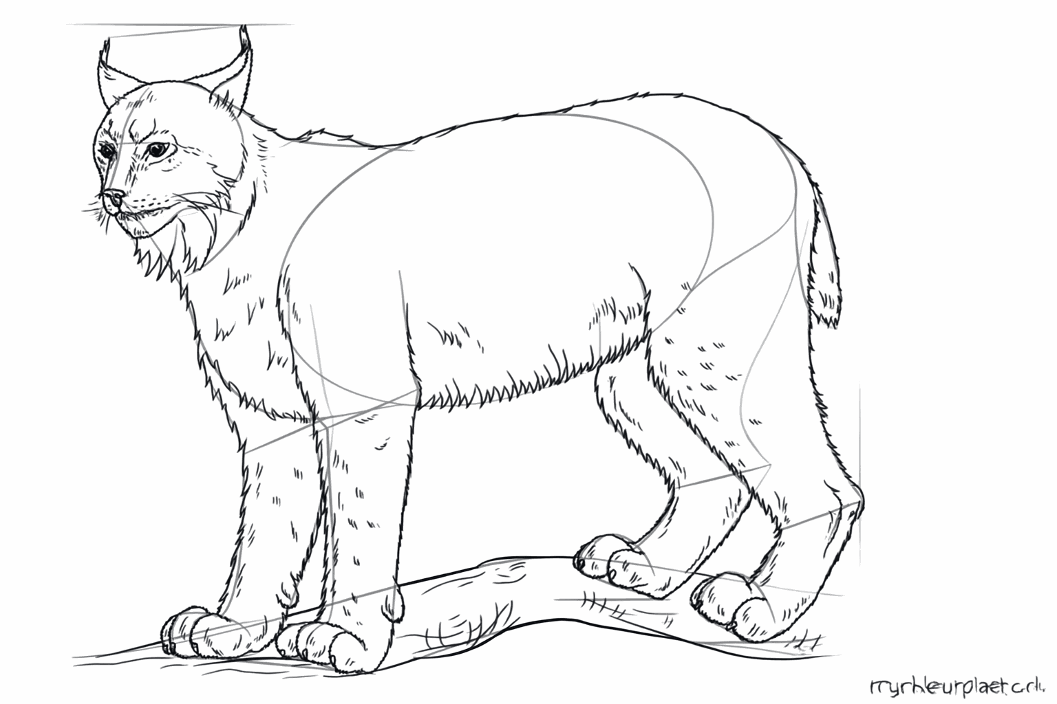 Le lynx reçoit une texture poilue grâce à de petits traits sur tout le corps.