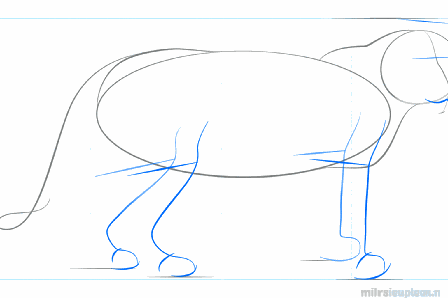 Guide lines for the legs and the placement of the eyes and ears.