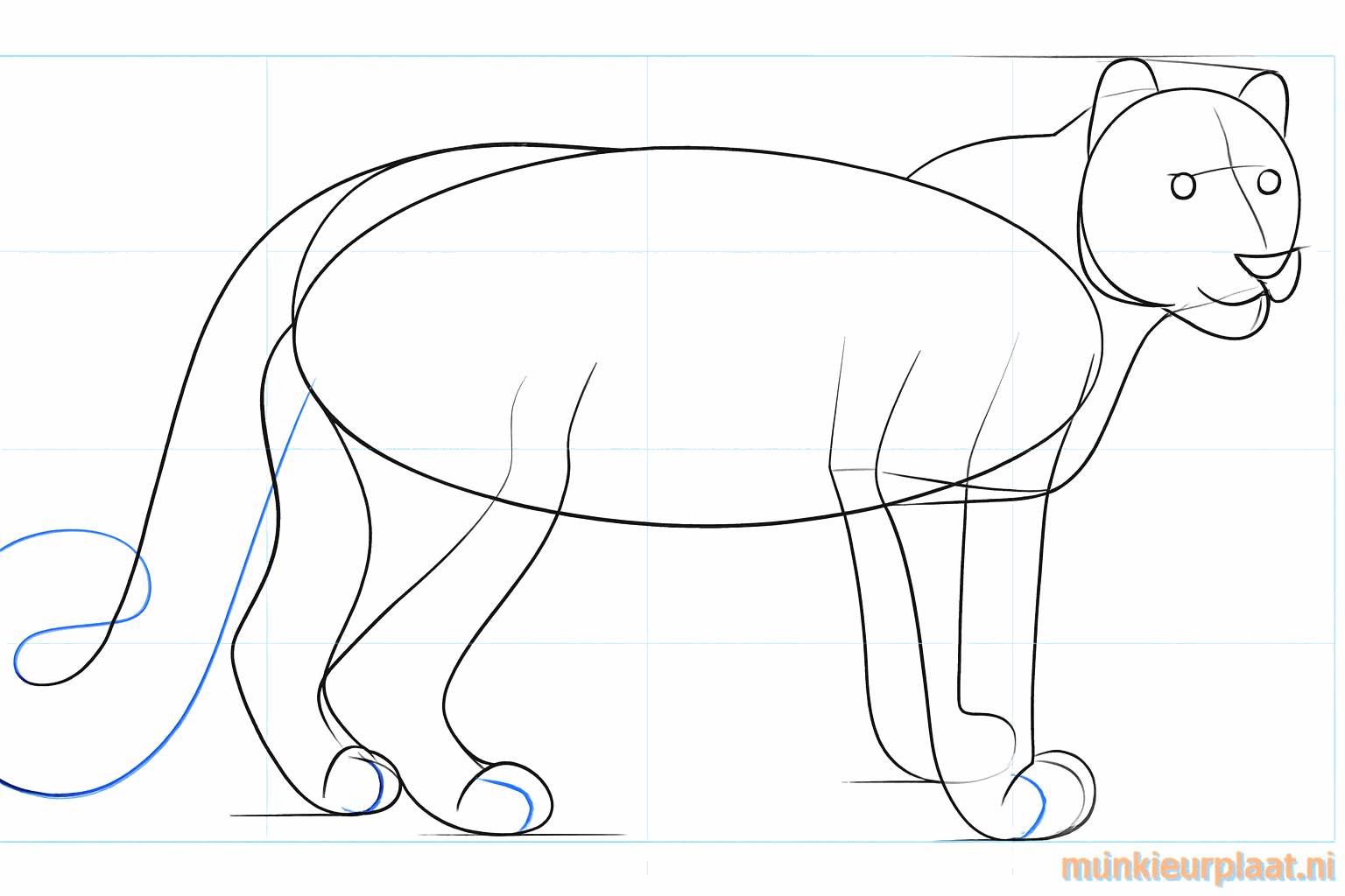 Details of the ears and the large paws of the snow leopard.