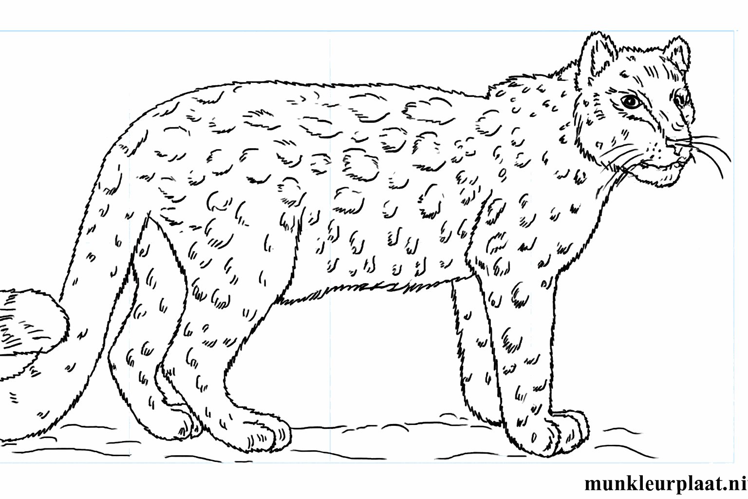 Drawing a snow leopard in 8 steps